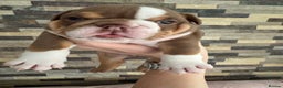 English Bulldog dogs for sale: English bulldogs  - Advert 5