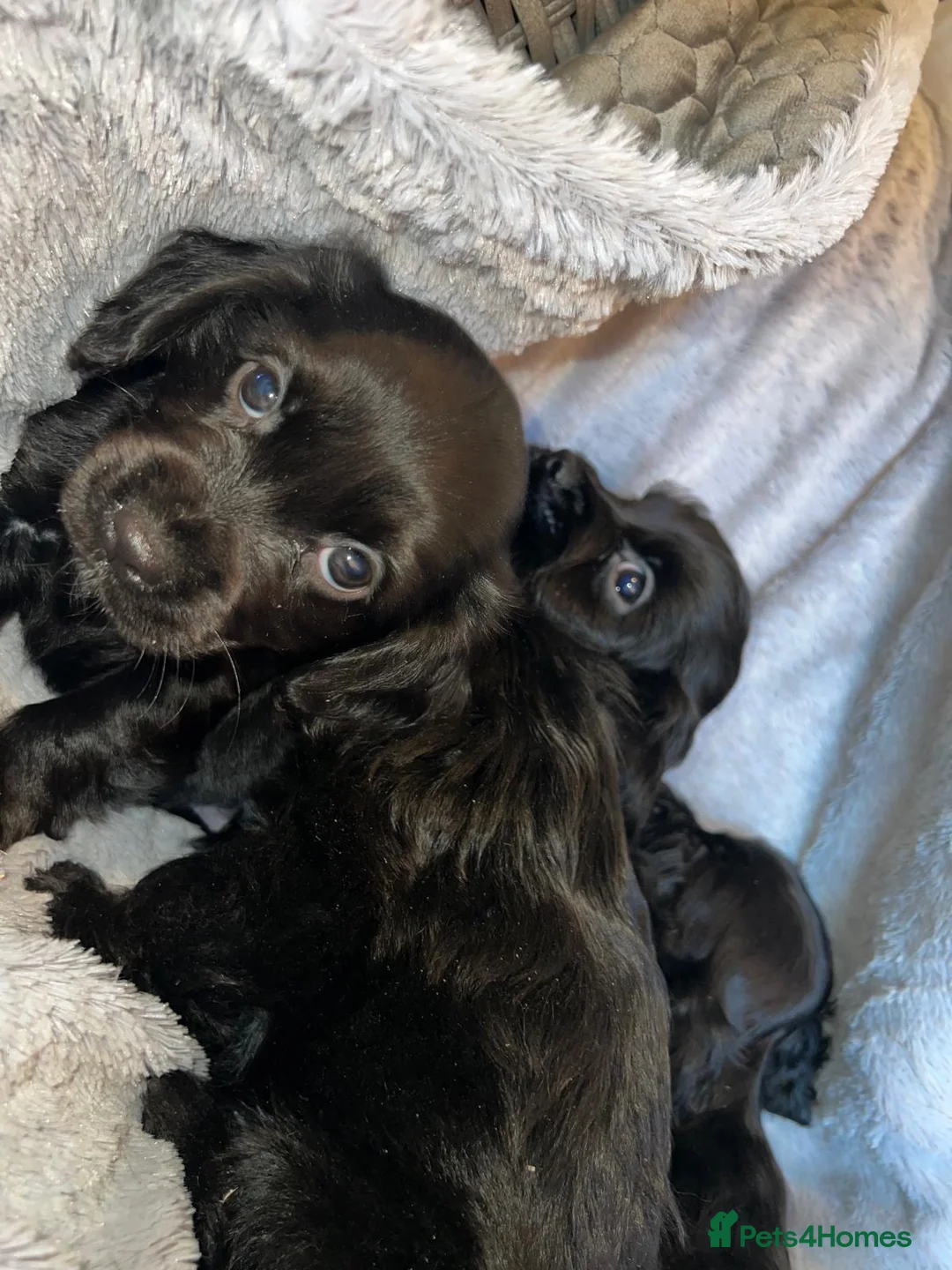 Cockapoo dogs for sale: Beautiful cockapoo puppy’s  - Advert 2