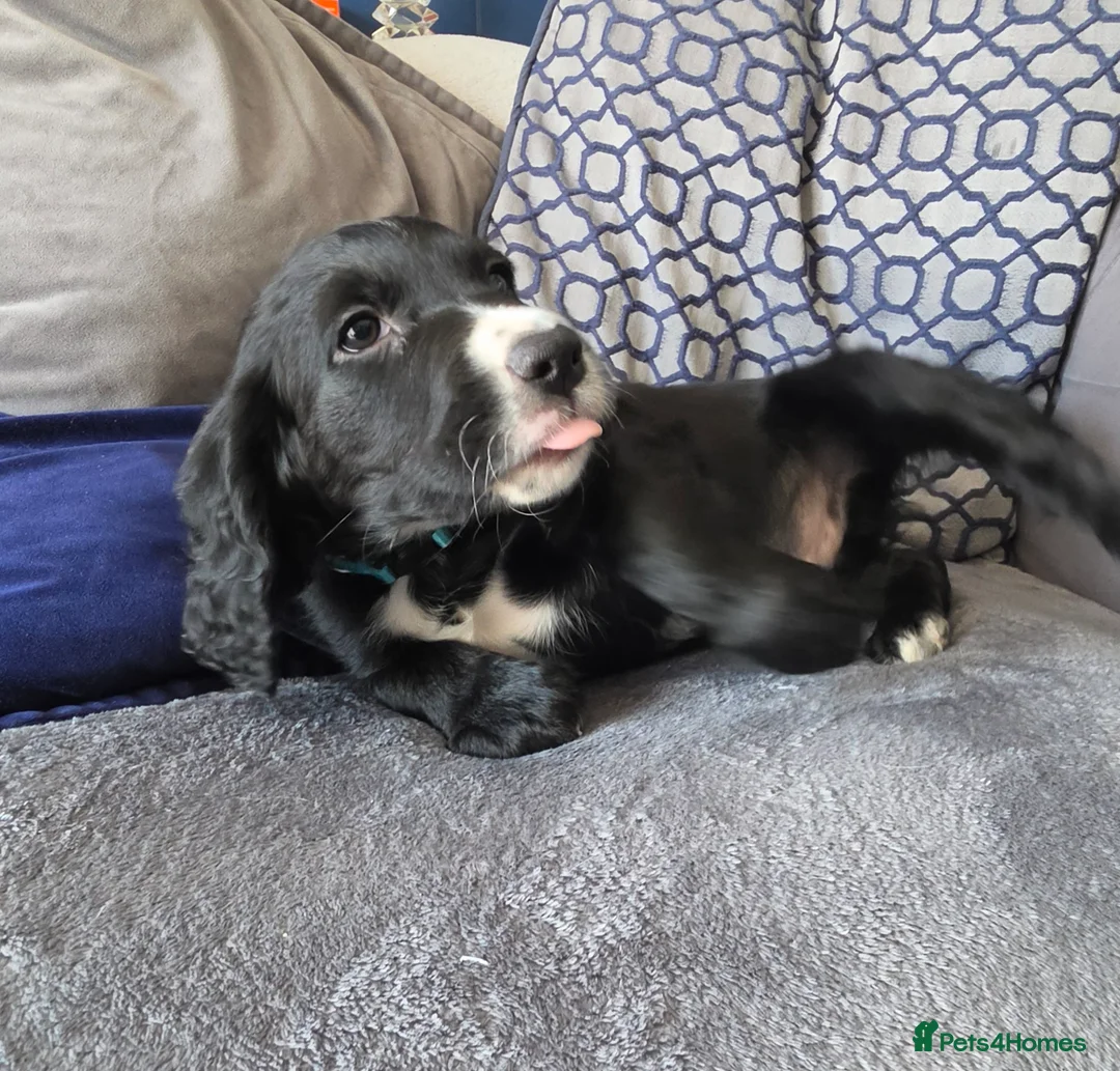 Mixed Breed dogs for sale: Cocker collie - Advert 2