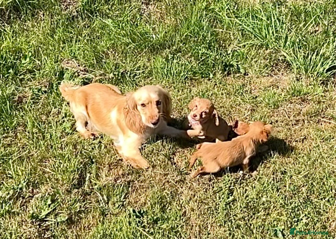 Cocker Spaniel dogs for sale: Gorgeous Lemon Cocker Spaniel Pups in Fordingbridge - Image 3