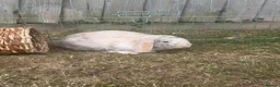 Mini Lop rabbits for sale: Mini Lop Buck for rehoming in Liskeard - Advert 3