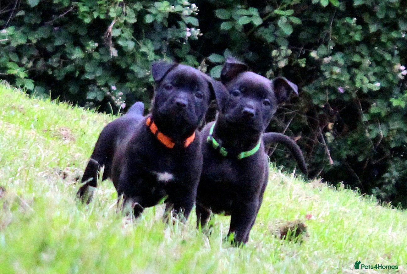 Mixed Breed dogs BULL HERDERS REDUCED - Advert 1
