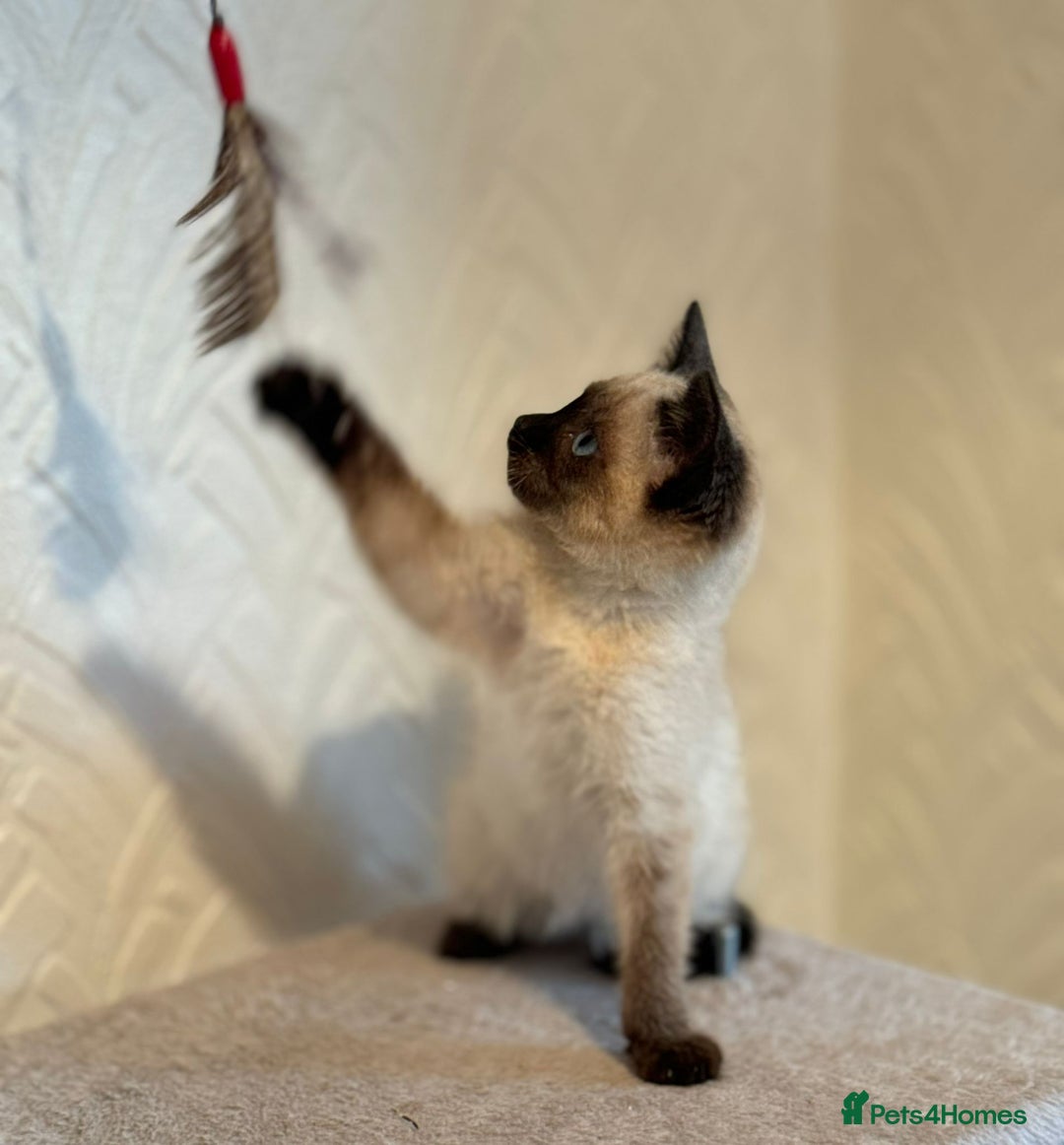 Siamese cats for sale: Beautiful Siamese Kitten - Image 4