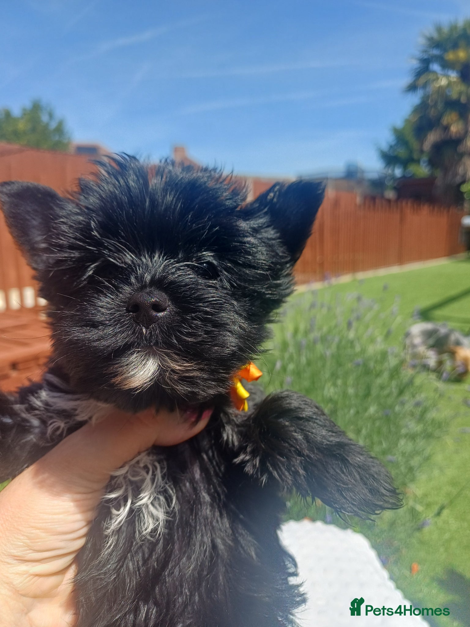 Yorkshire Terrier dogs Last two! Black Mini Yorkshire Terrier - Advert 13