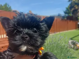 Yorkshire Terrier dogs Last two! Black Mini Yorkshire Terrier - Advert 13
