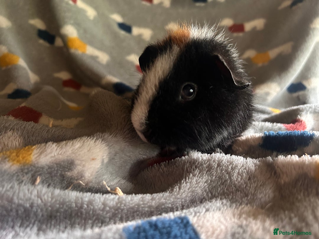 Guinea Pig rodents for sale: Lovely Teddy and Coronet baby Guinea pigs - Image 26