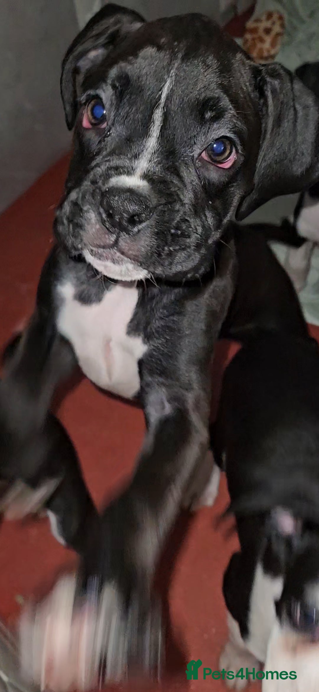 Boxer dogs for sale: READY NOW Kc reg sealed brindle fully vac  - Image 2
