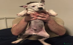 Staffordshire Bull Terrier dogs for sale: Staffordshire Bull Terrier Male Puppy - Image 1