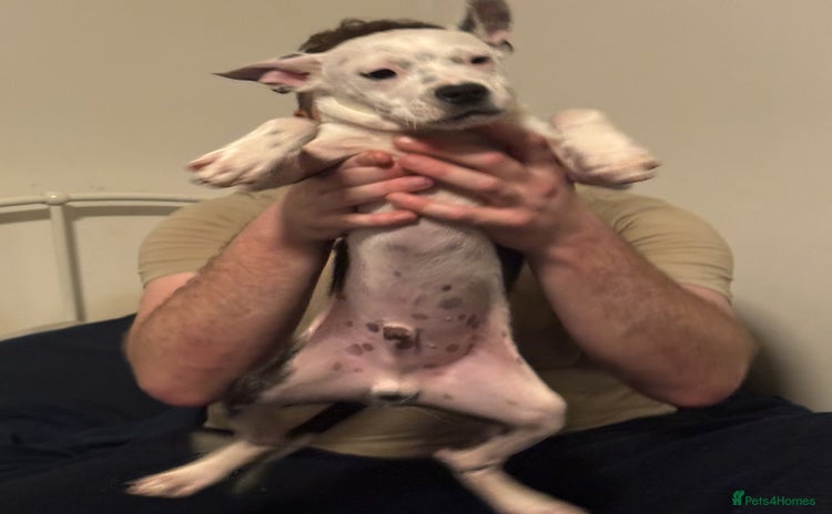 Staffordshire Bull Terrier dogs - Advert 2