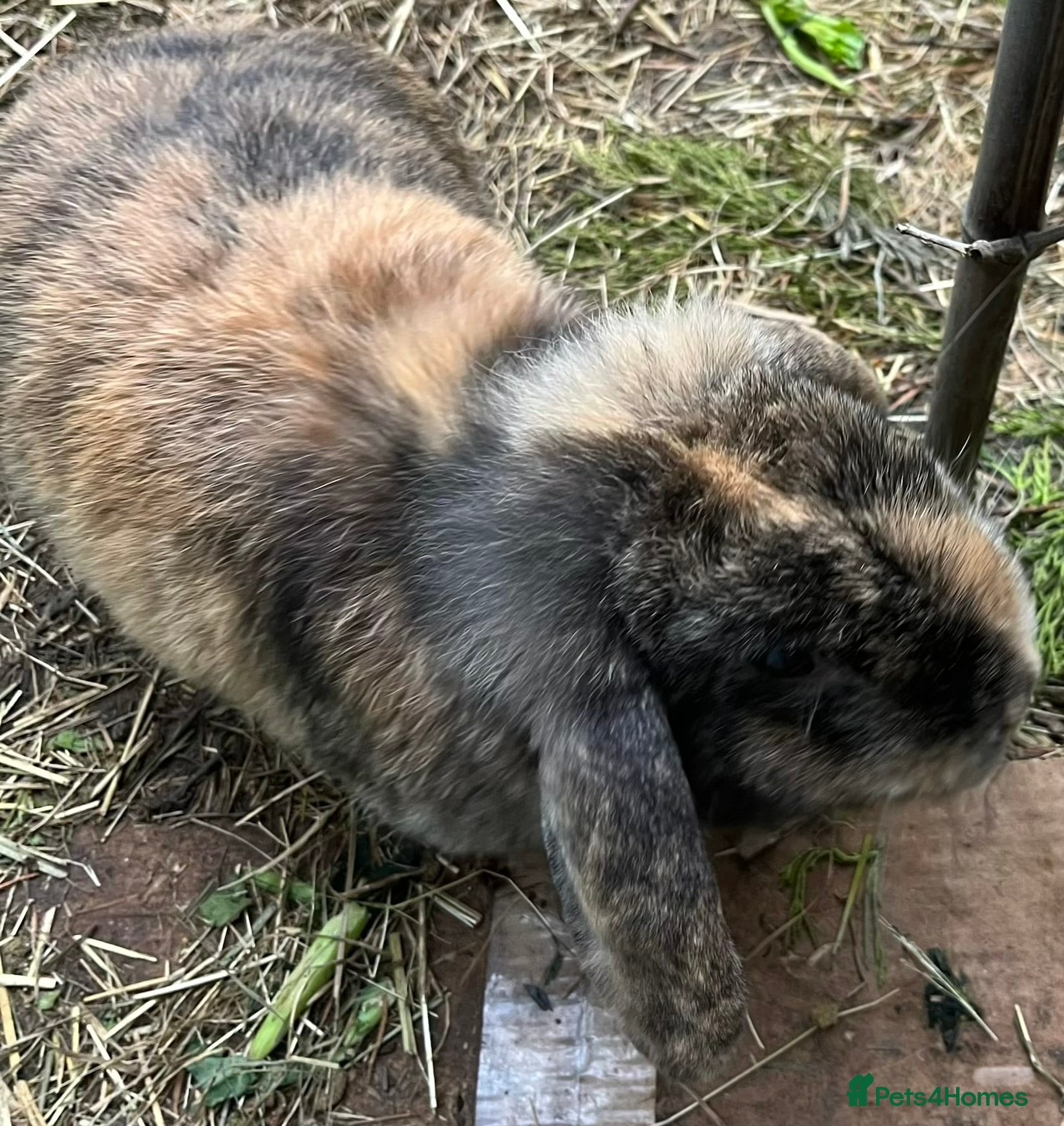 Mini Lop rabbits Mini Lop   - Advert 2