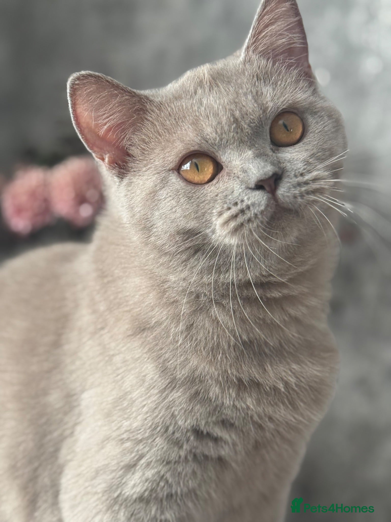 British Shorthair cats Lilac British shorthair female  - Advert 7