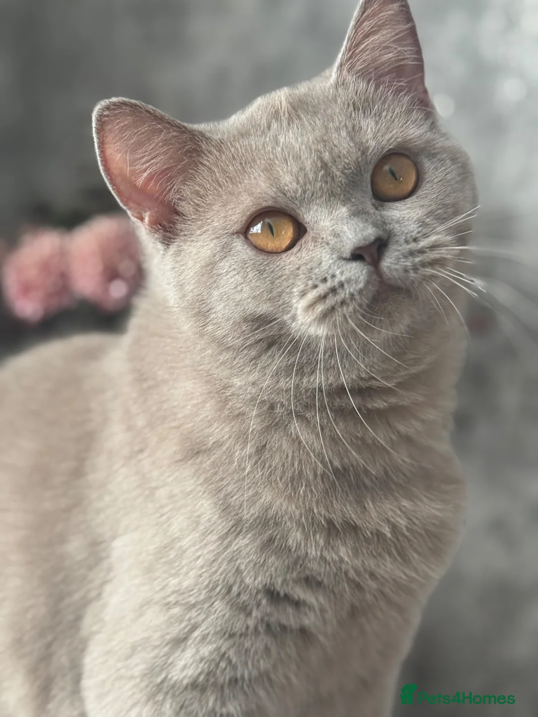 British Shorthair cats for sale: Lilac British shorthair female  - Advert 2