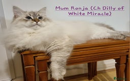 Siberian cats for sale: Siberian kittens GCCF registered, champion lines - Image 12