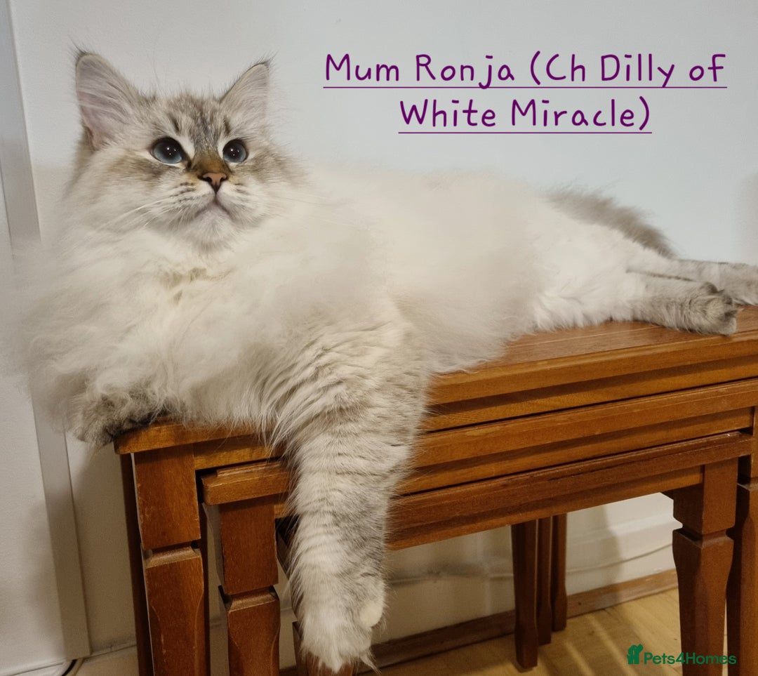 Siberian cats for sale: Siberian kittens GCCF registered, champion lines - Image 12