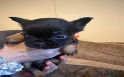 French Bulldog dogs for sale: Kc reg Fluffy Frenchies Ready Now  - Image 16