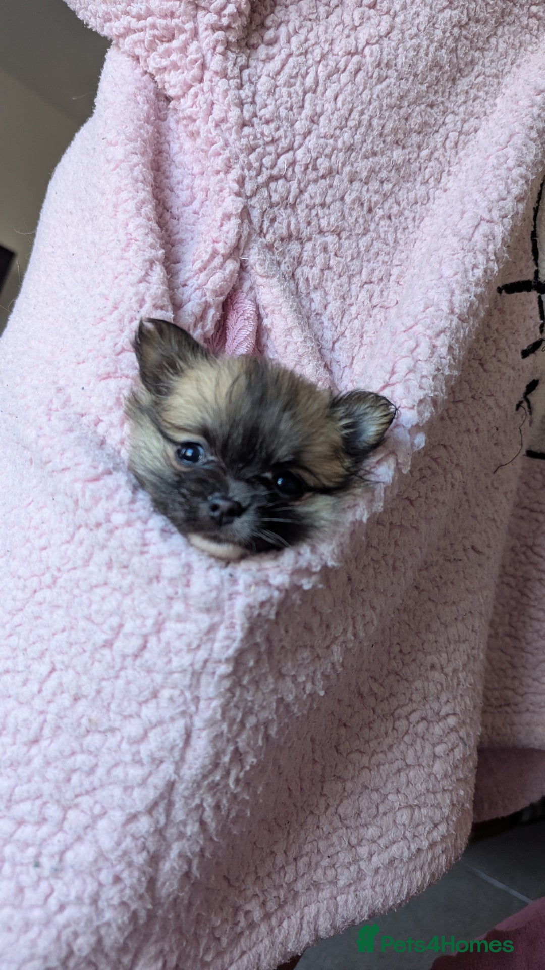 Chihuahua dogs for sale: Pocket size longhaired Beautiful Chihuahua Girl - Advert 1