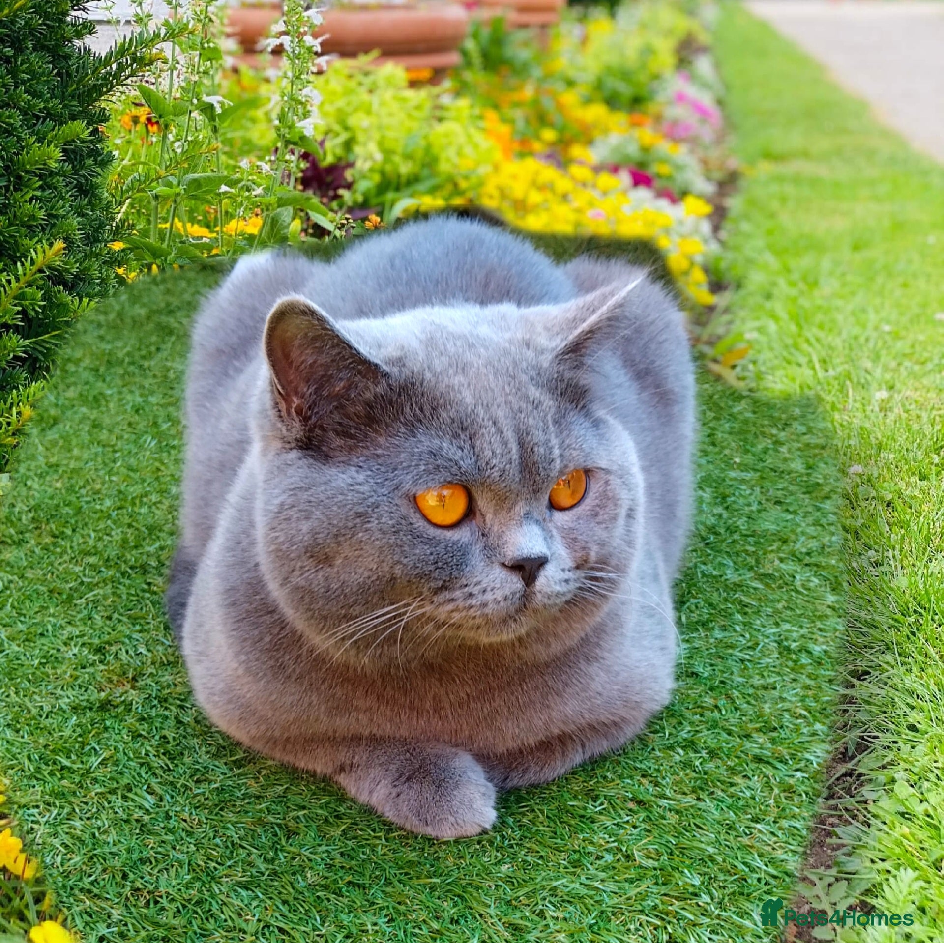 British Shorthair cats British Shorthair Stud  - Advert 18