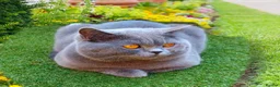 British Shorthair cats for stud: Active GCCF British Shorthair Stud  - Advert 1