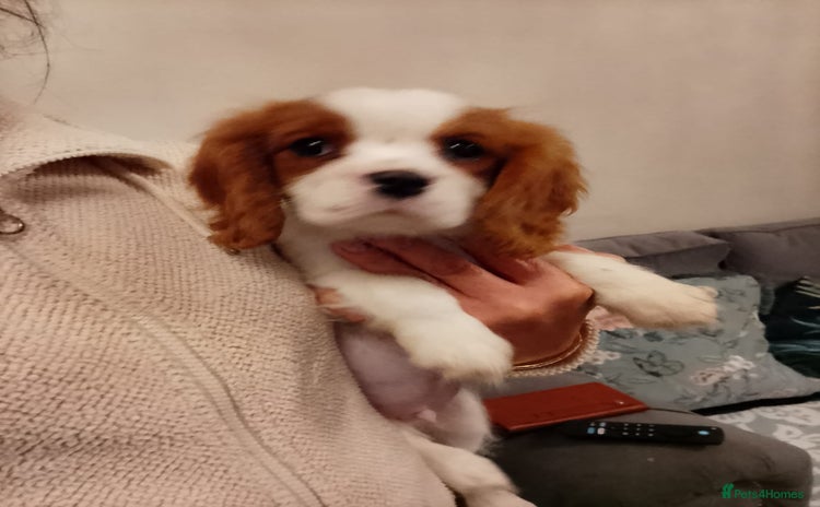Cavalier King Charles Spaniel dogs - Advert 2