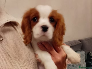 Cavalier King Charles Spaniel dogs - Advert 21