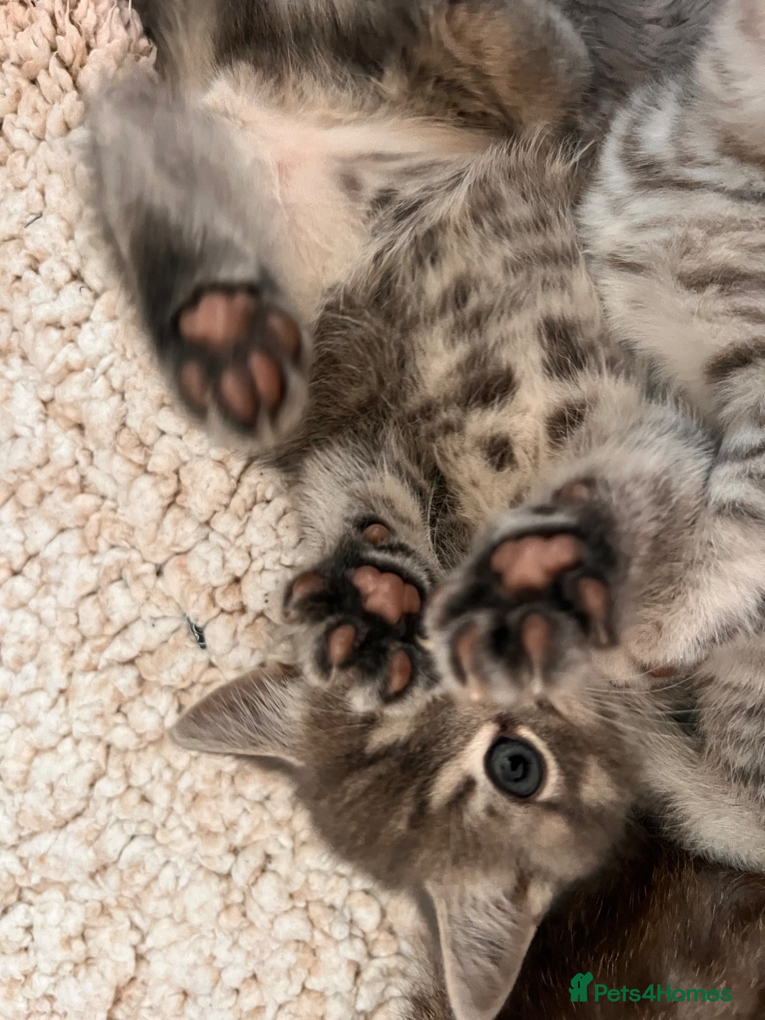 Scottish Fold cats for sale: Scottish and brittish kittens in Wigston - Advert 19