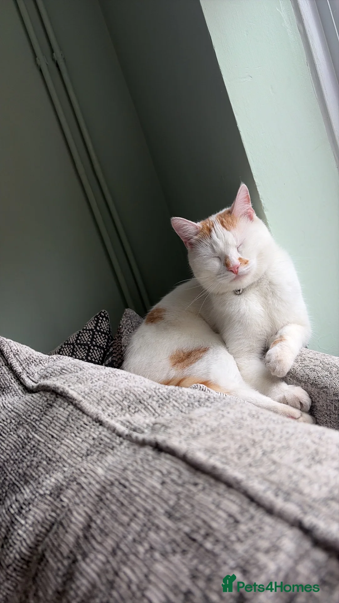 Mixed Breed cats for sale: 2 year old Chai for adoption - Advert 2