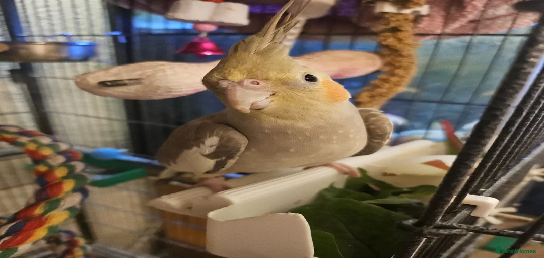 Gallery Image {{count}}