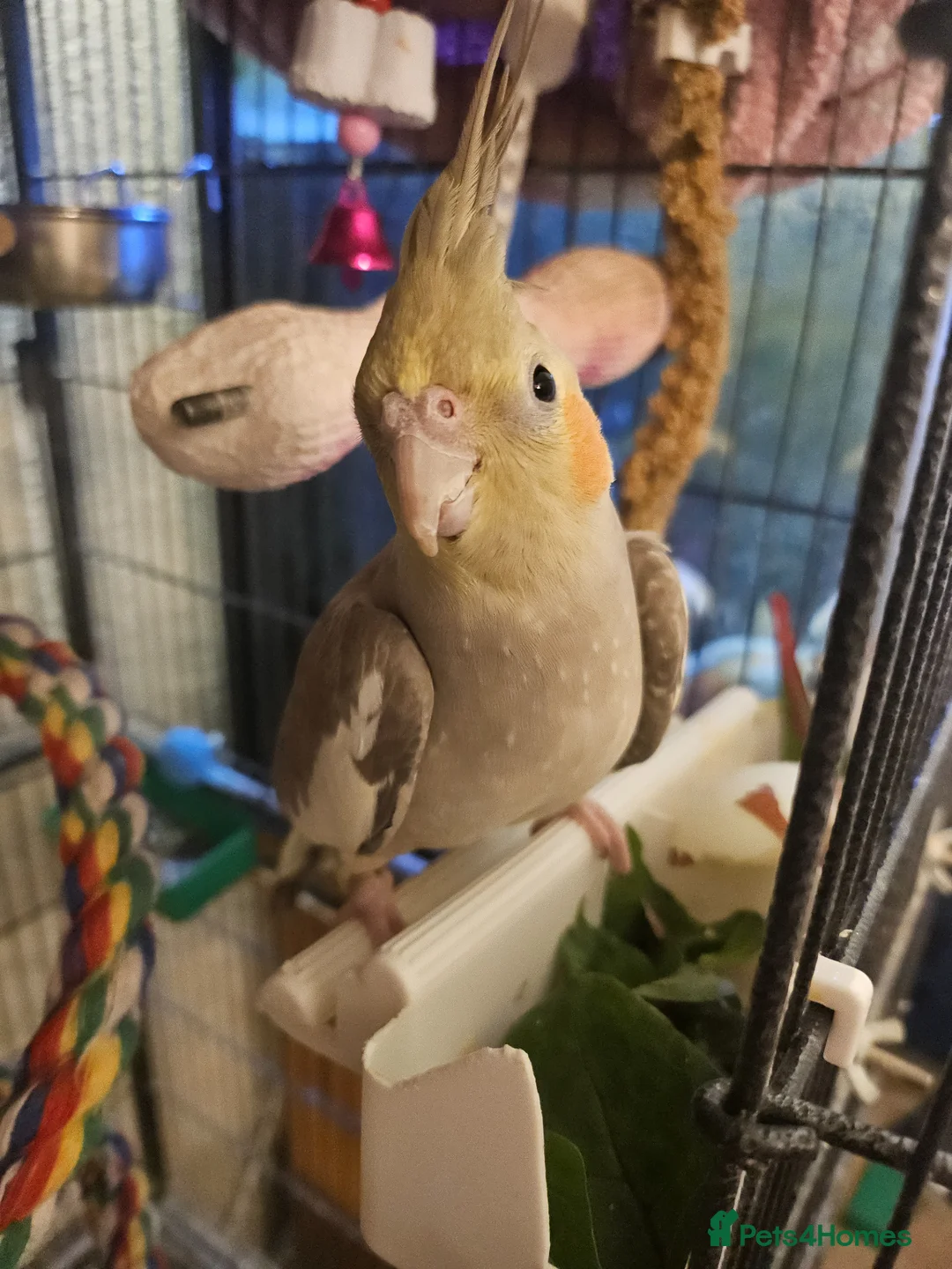 Gallery Image {{count}}