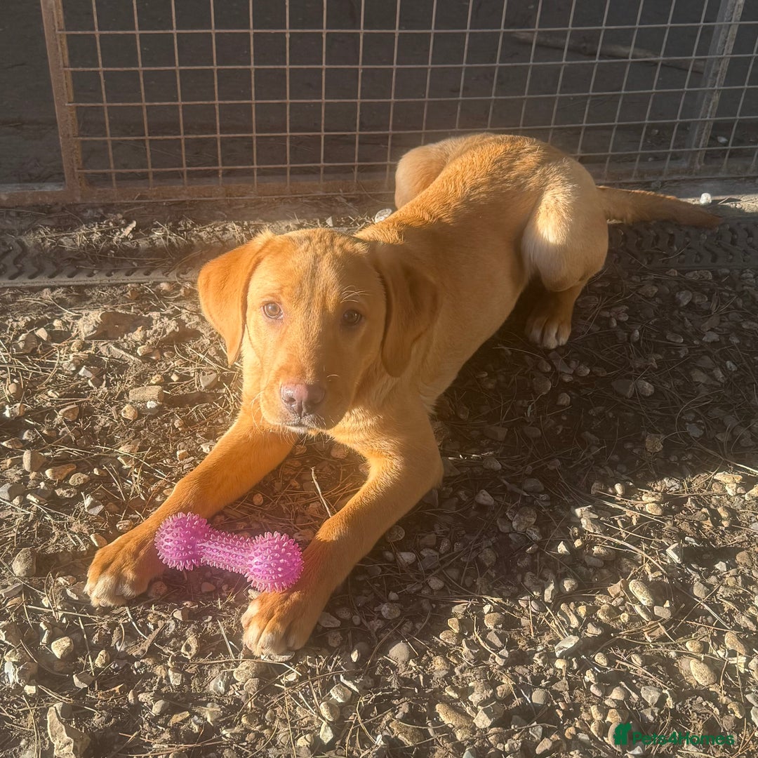 Labrador Retriever dogs for sale: Roger the Fox Red Lab - Advert 10