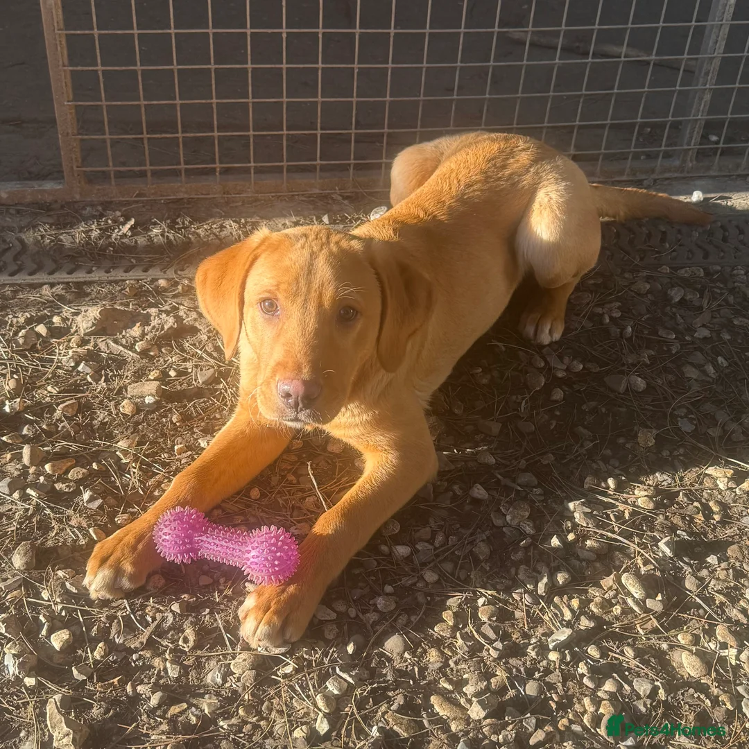Labrador Retriever dogs for sale: Roger the Fox Red Lab - Advert 14