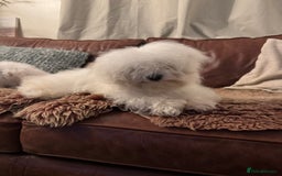 Maltipoo dogs for sale: Gorgeous tiny toy Maltipoo puppies  - Image 8