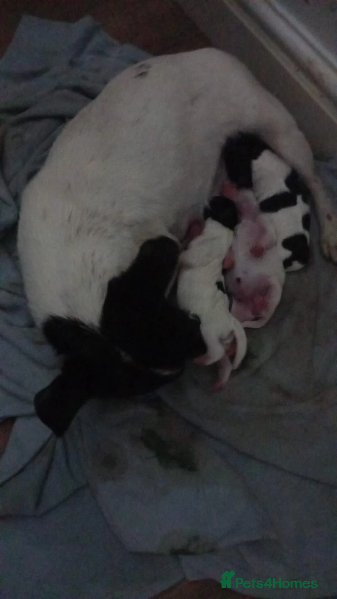 Jack Russell dogs for sale: Jack russell terrier in Dudley - Advert 18