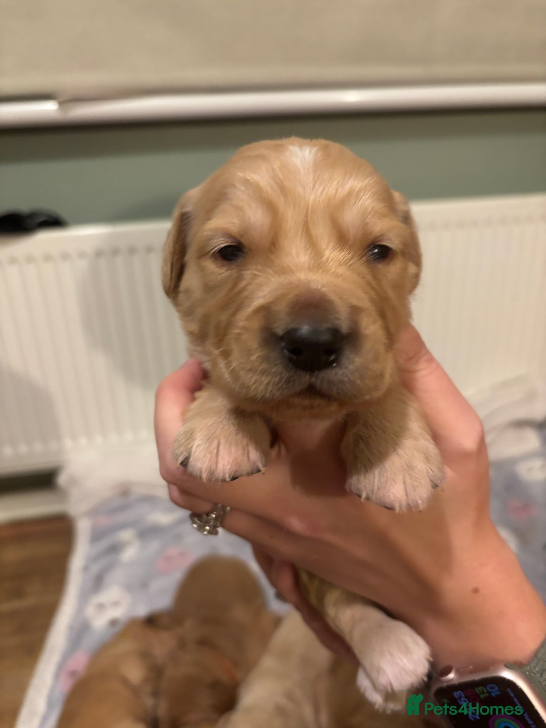 Golden Retriever dogs for sale: Beautiful Golden Retriever puppies  - Advert 22