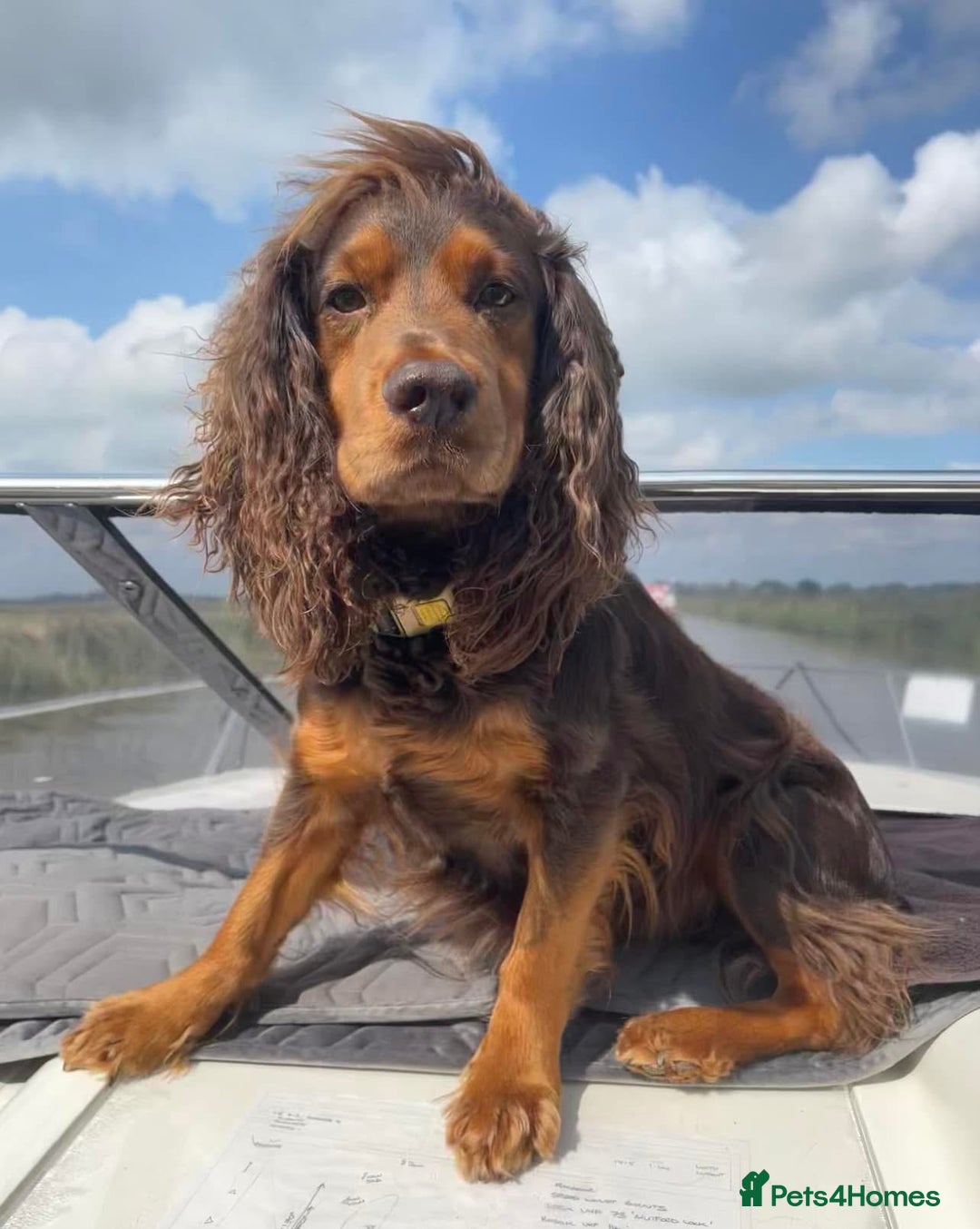 Cocker Spaniel dogs for sale: ✨ Chocolate & Tan Cocker Spaniel Puppies ✨ - Advert 9