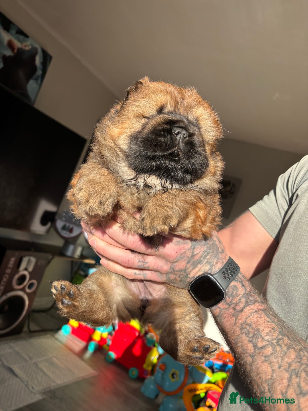 Chow Chow dogs for sale: chow chow puppy’s ready in 12 days  - Advert 9