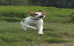 Brittany Spaniel dogs for adoption: Danny is a lovely  boy looking for the best home  - Image 2