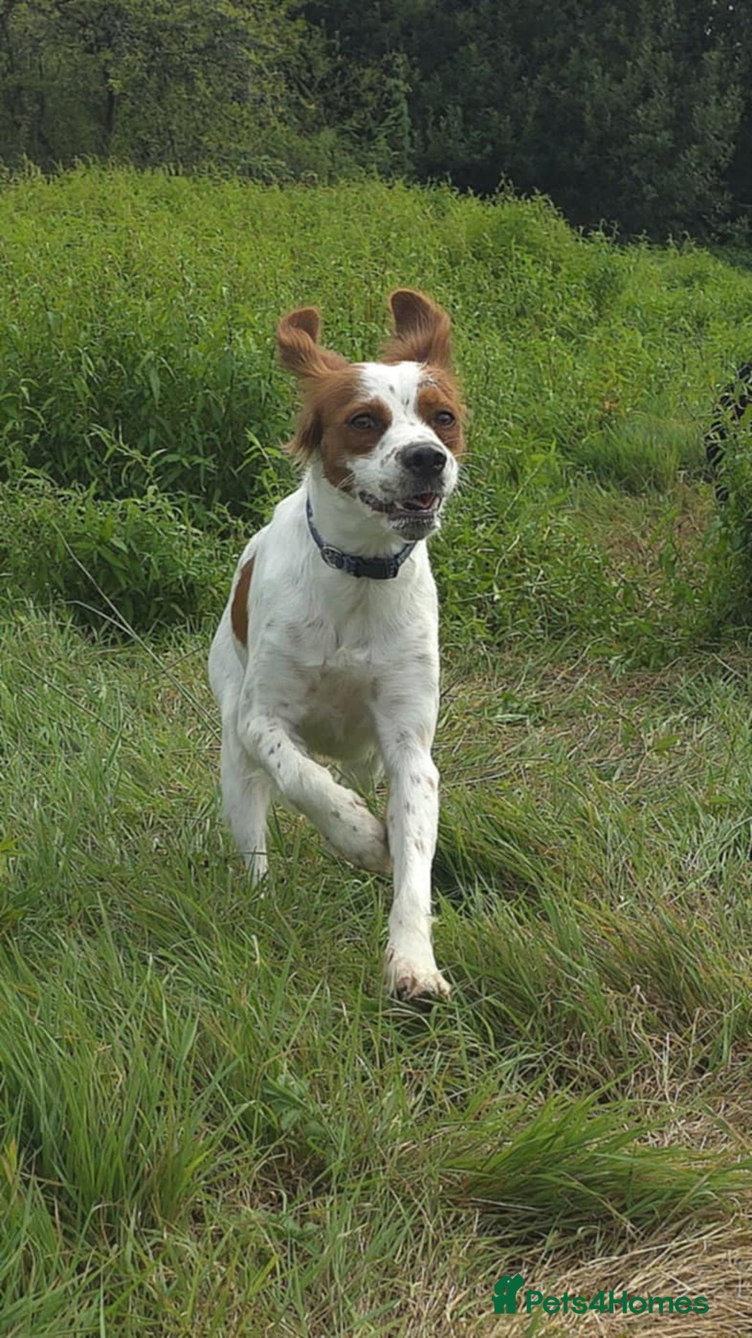 Brittany Spaniel dogs for adoption: Danny is a lovely  boy looking for the best home  - Image 2