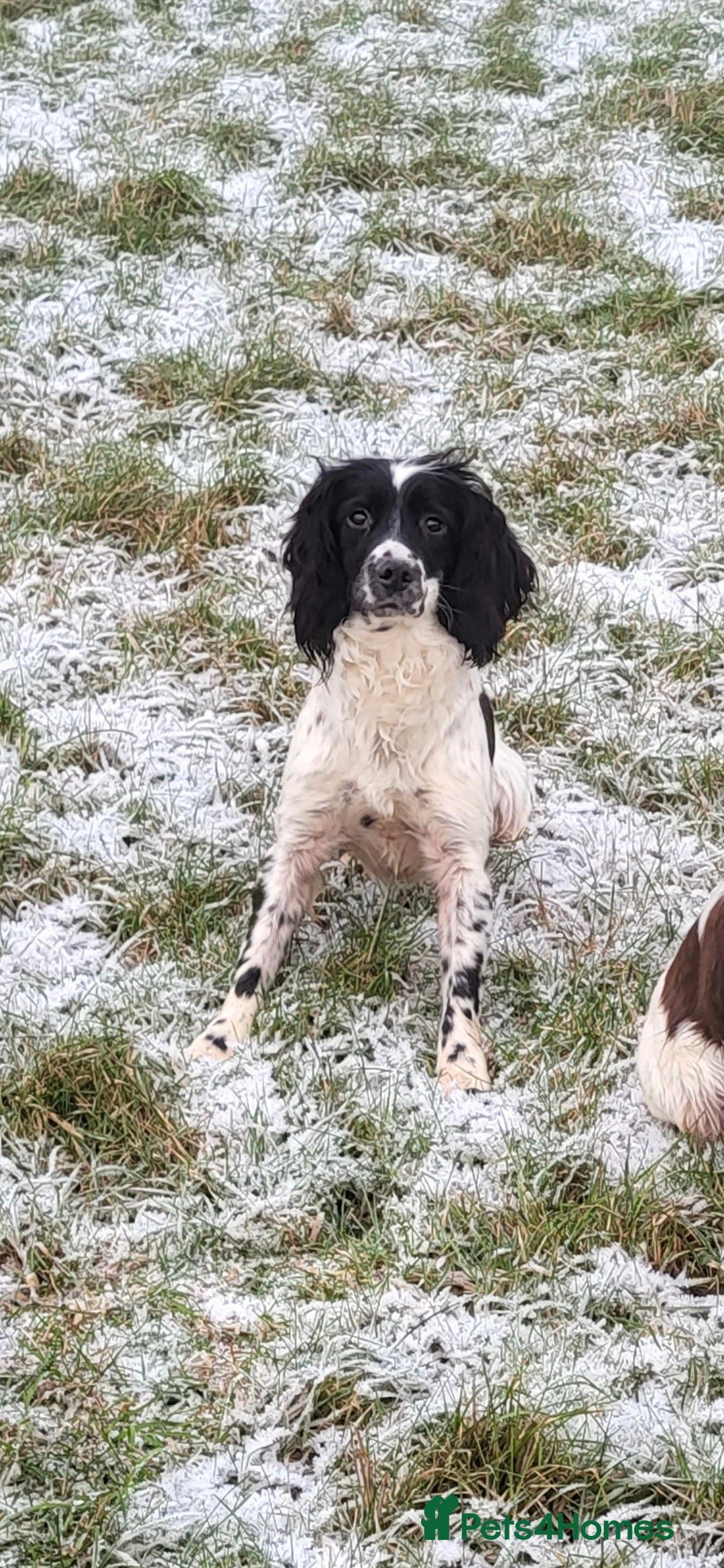 Sproodle dogs Sproodle puppies  - Advert 4