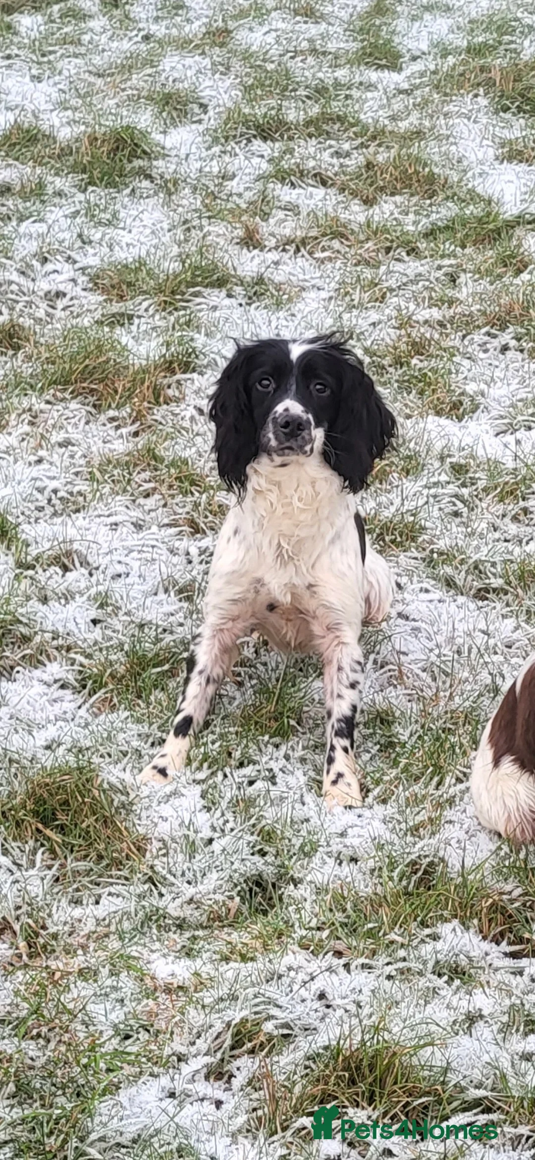 Sproodle dogs for sale: Sproodle puppies  - Advert 1