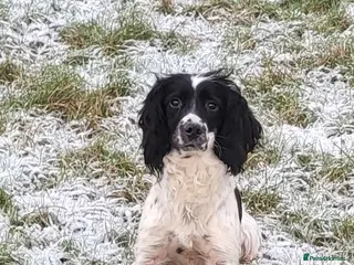 Sproodle dogs Sproodle puppies - Advert 5