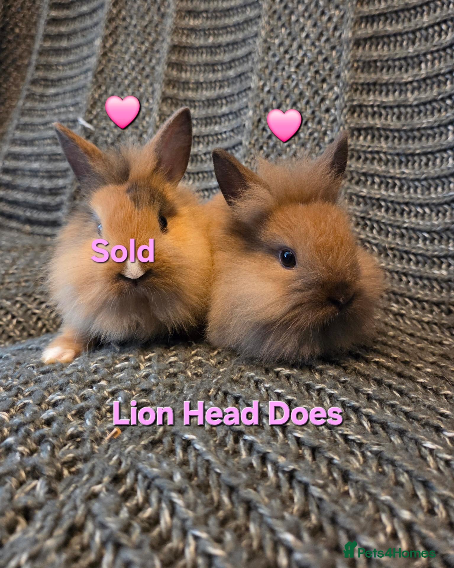 Lionhead rabbits Very tame 8w girl 🩷🩷boy🩵lion head baby bunnies  - Advert 1