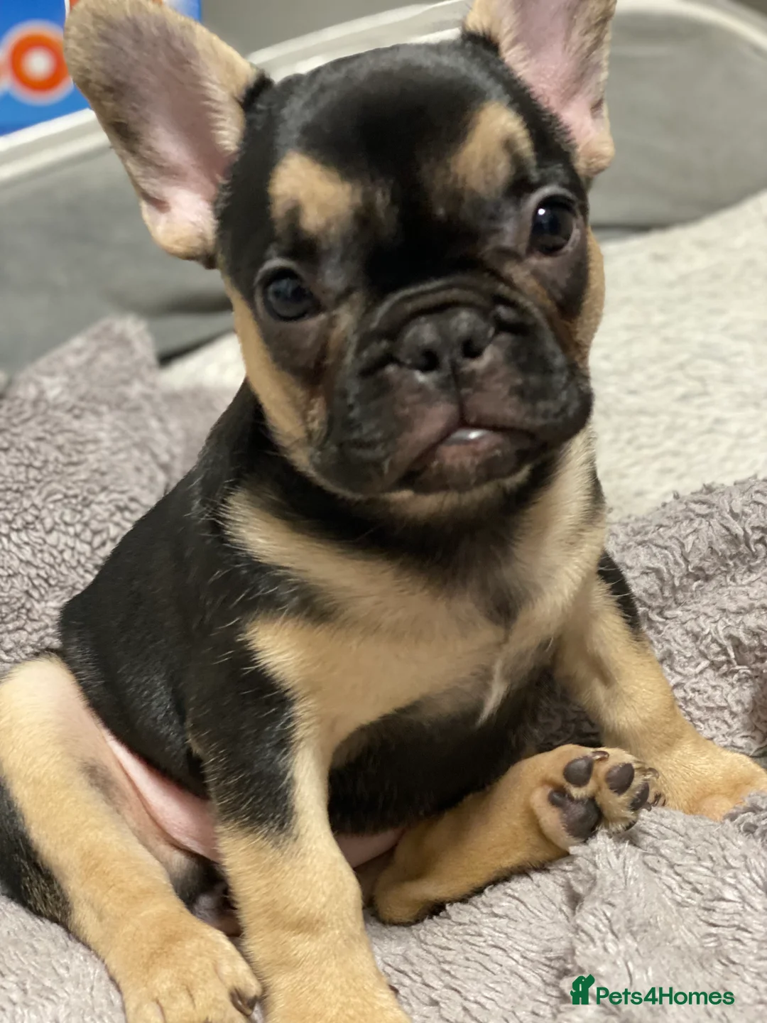 French Bulldog dogs for sale: Gorgeous French bulldog puppies 1 m & 1 f - Advert 22