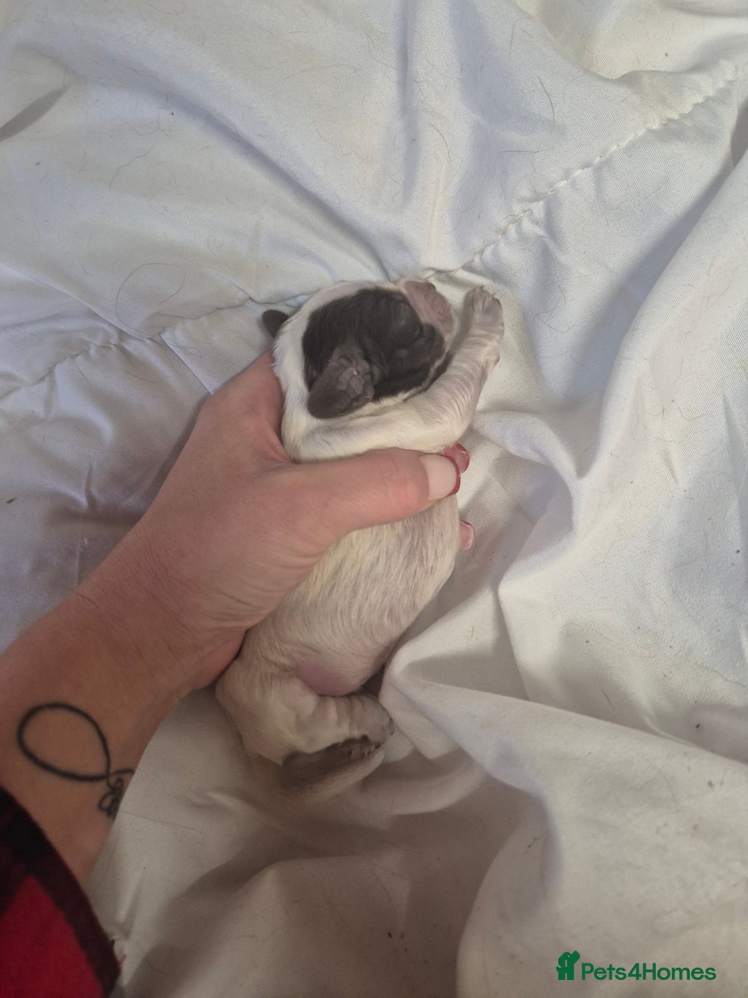 Cocker Spaniel dogs for sale: Stunning cocker spaniel pups - Advert 6