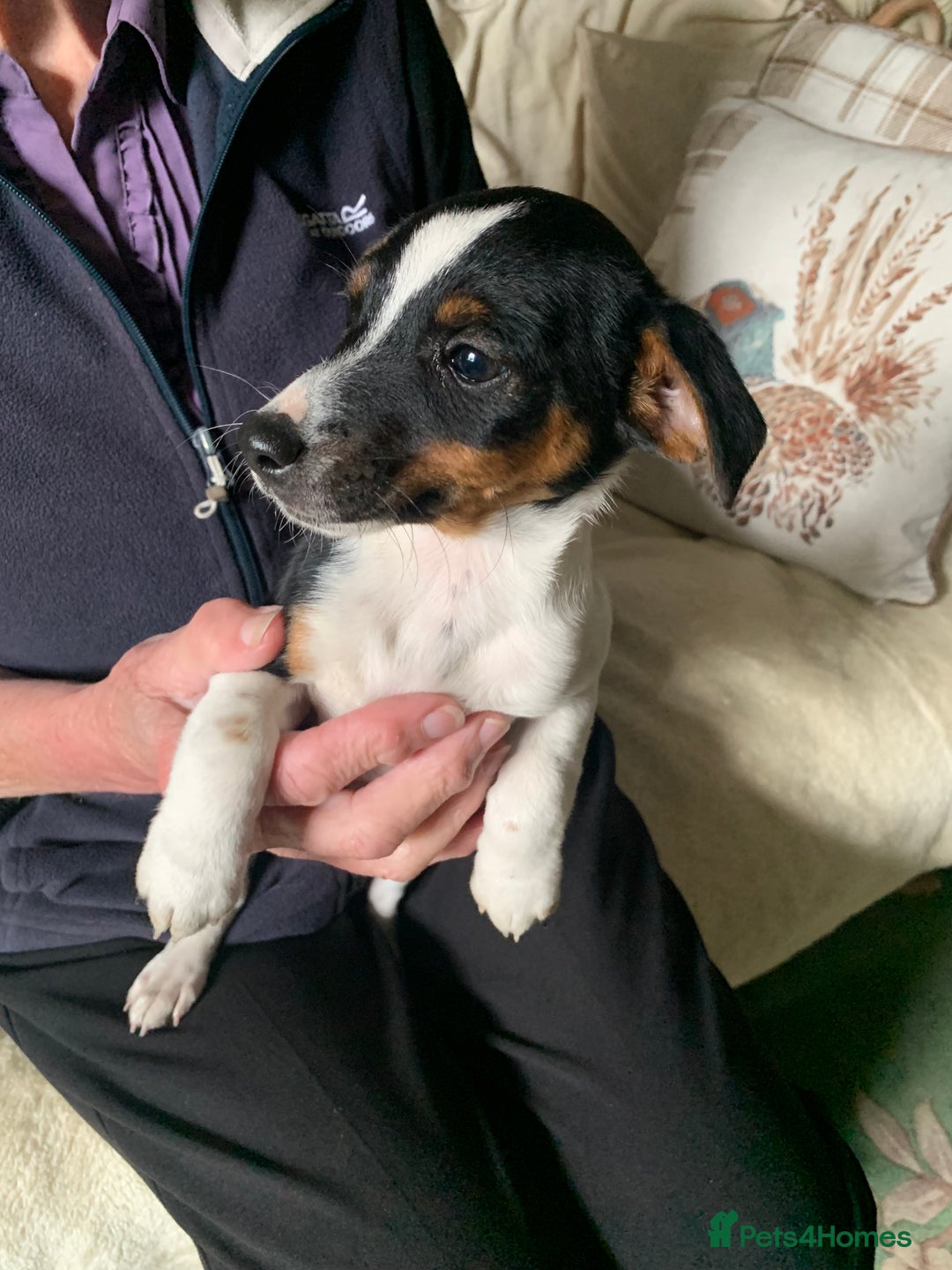 Jack Russell dogs for sale: Miniature jack russel puppies - Image 6