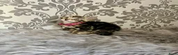 Bengal cats for sale: Bengal kittens🐾 - Advert 7