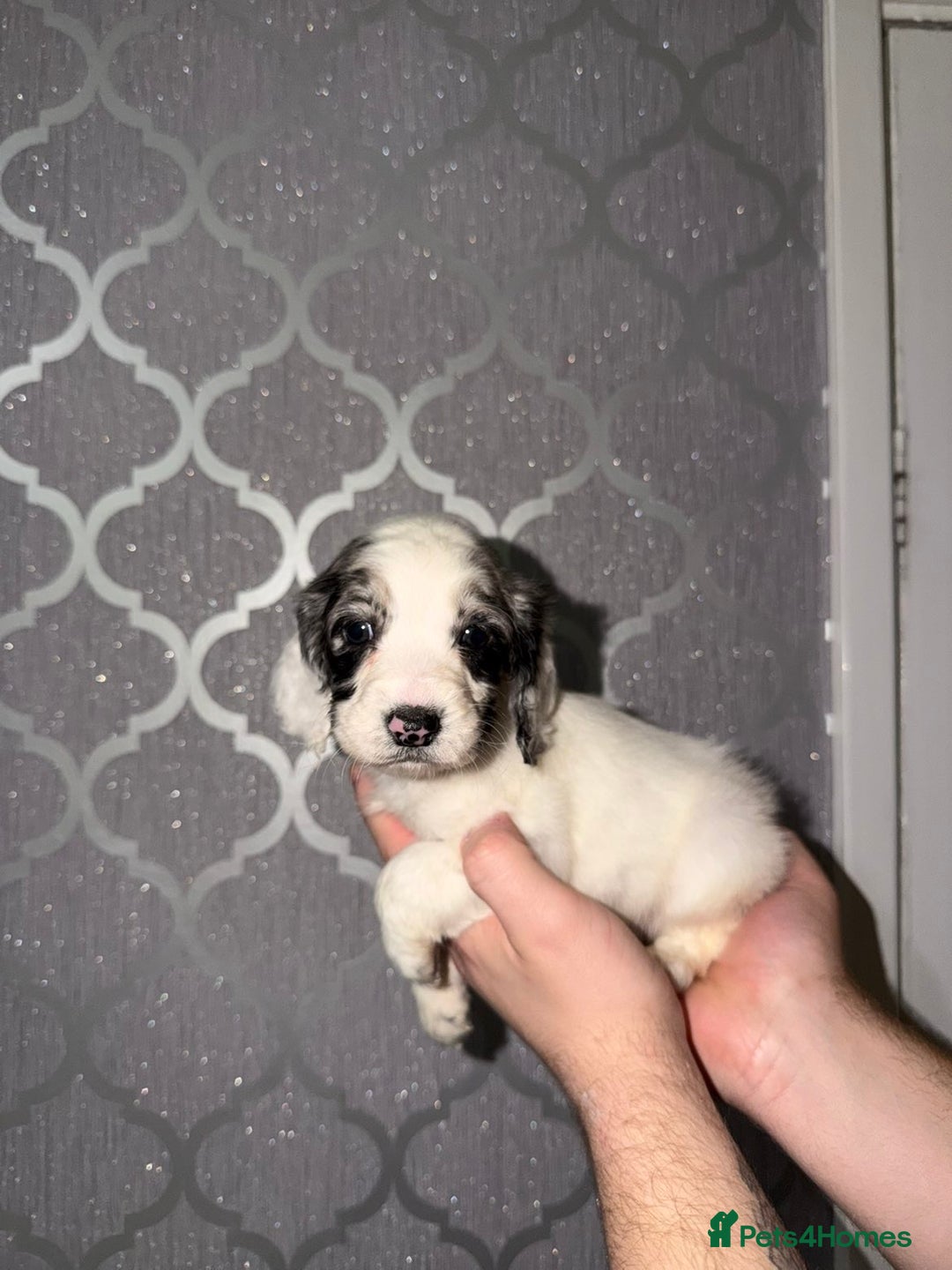 Cocker Spaniel dogs for sale: Cocker spaniel pups   - Advert 6