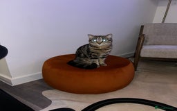American Shorthair cats for sale: Tabby cat for adoption FREE ignore price - Advert 5