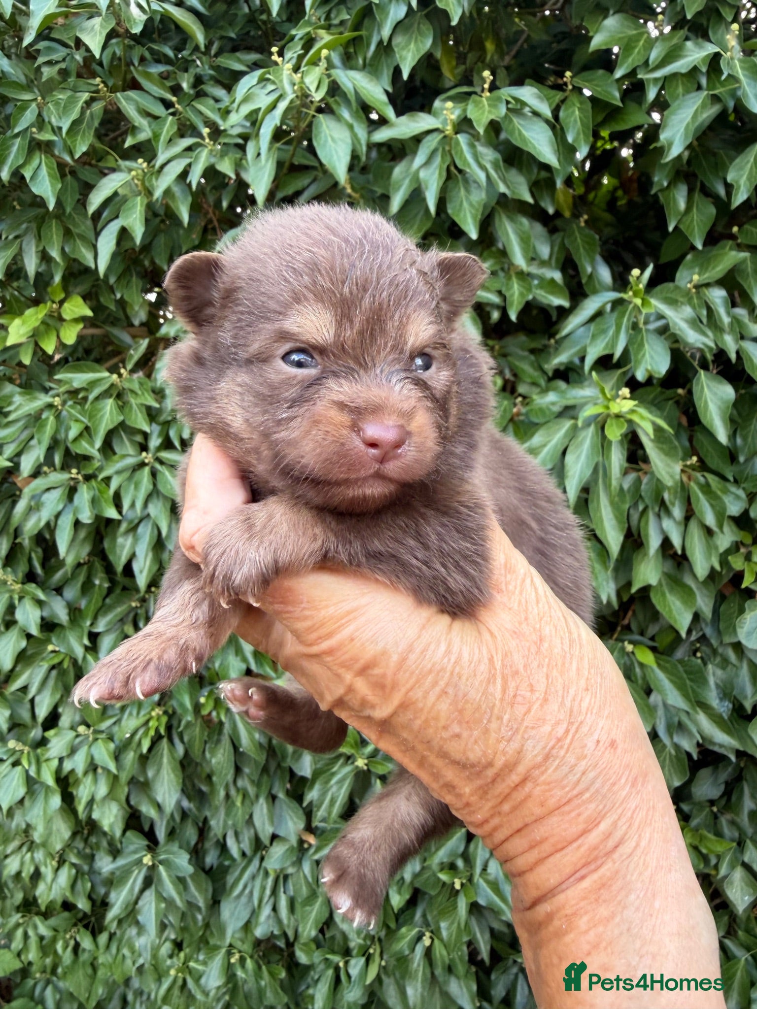 Pomeranian dogs BEAUTIFUL POMERANIAN PUPPIES - Advert 2