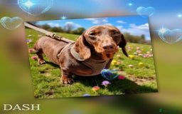 Miniature Dachshund dogs for sale:  Exquisite Miniature Dachshund Puppies  - Image 5