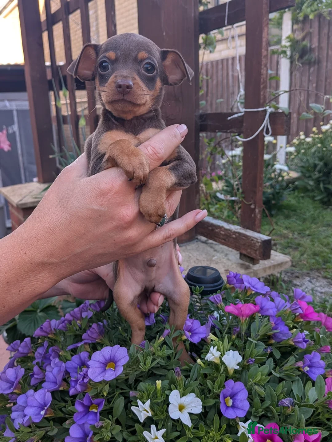 Mixed Breed dogs for sale: Russian Toy Terrier x Miniature Pinscher Puppies - Advert 2